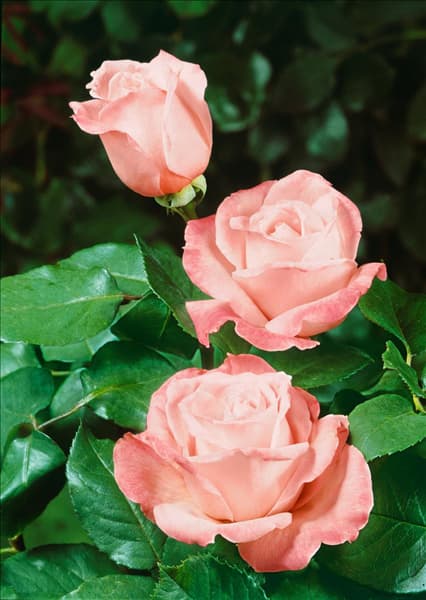 Rosa Hybrid Tea Diane d'Urfé 1958