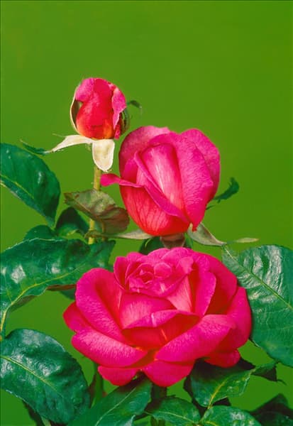 Rosa Hybrid Tea type Symphonie