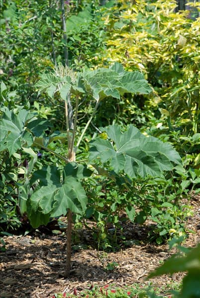 Tetrapanax papyrifer