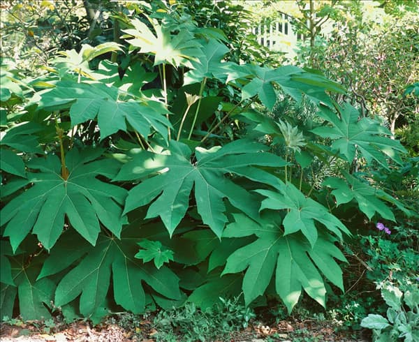 Tetrapanax papyrifer