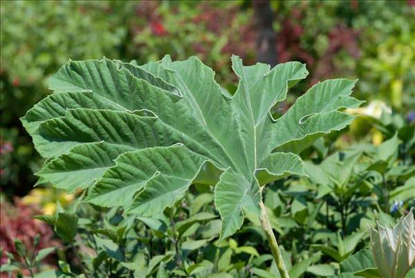 Tetrapanax papyrifer