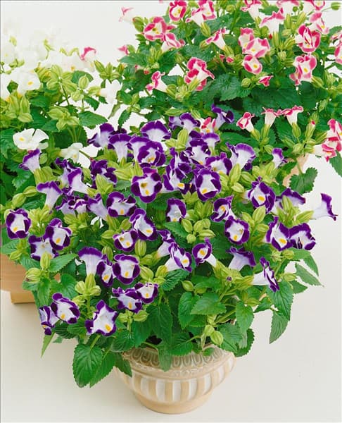 Torenia Clown Blue&White im Topf