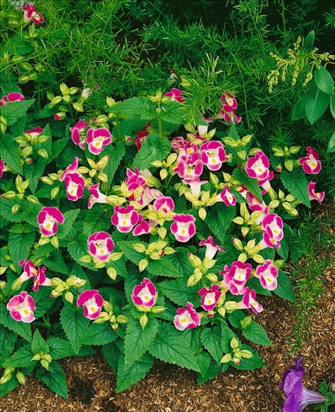 Torenia Clwon Rose