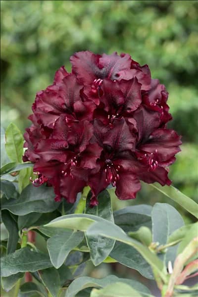 Rhododendron Midnight Beauty
