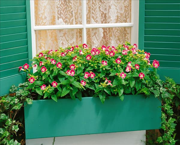 Torenia Clwon Rose in Fensterkisterl