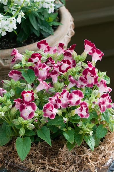 Torenia Clown Burgundy im Topf