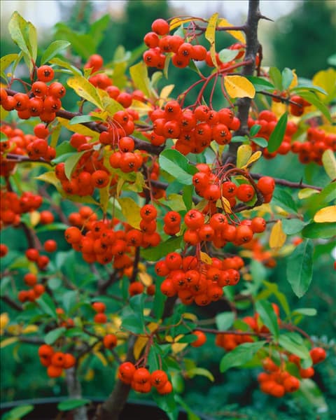 PYRACANTHA COCCINEA ORANGE CHARMER