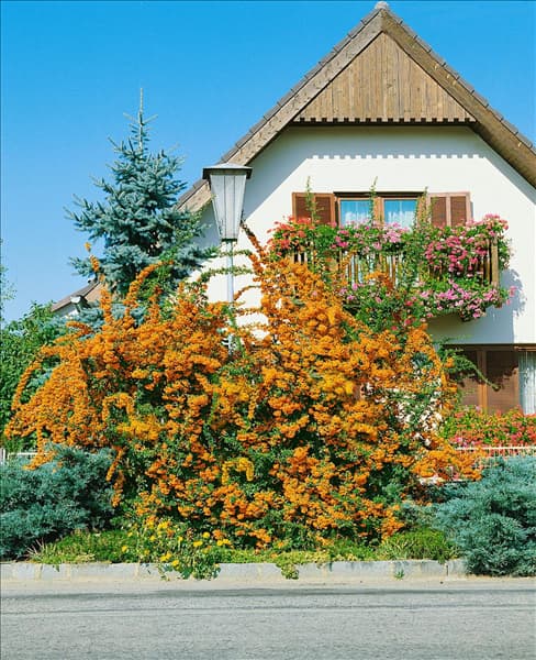 Pyracantha coccinea Orange Charmer