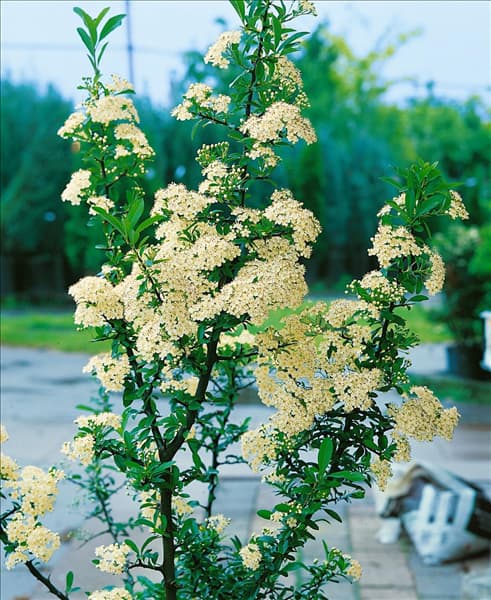 PYRACANTHA COCCINEA ORANGE CHARMER