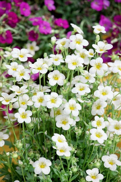 Saxifraga x arendsii Touran ™ Large White