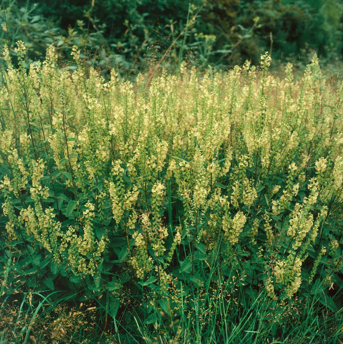 TEUCRIUM SCORODONIA