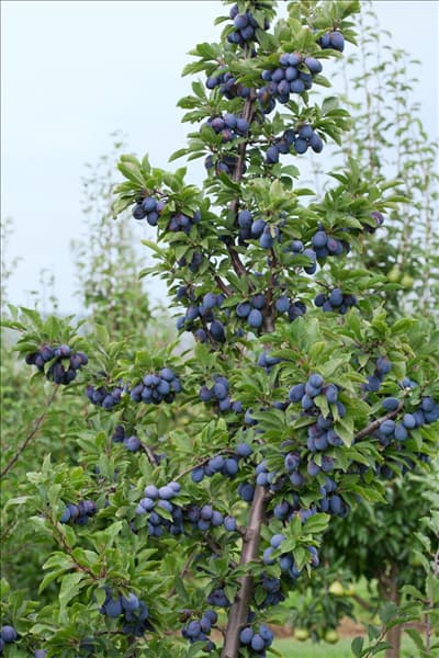 Prunus domestica subsp. domestica Plumtastic ® Top 2000