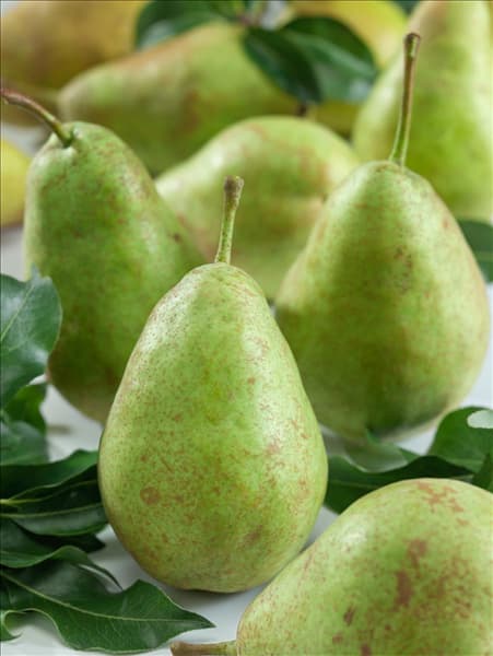Pyrus communis Triumph