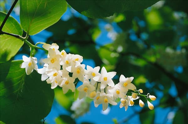 Styrax japonicum