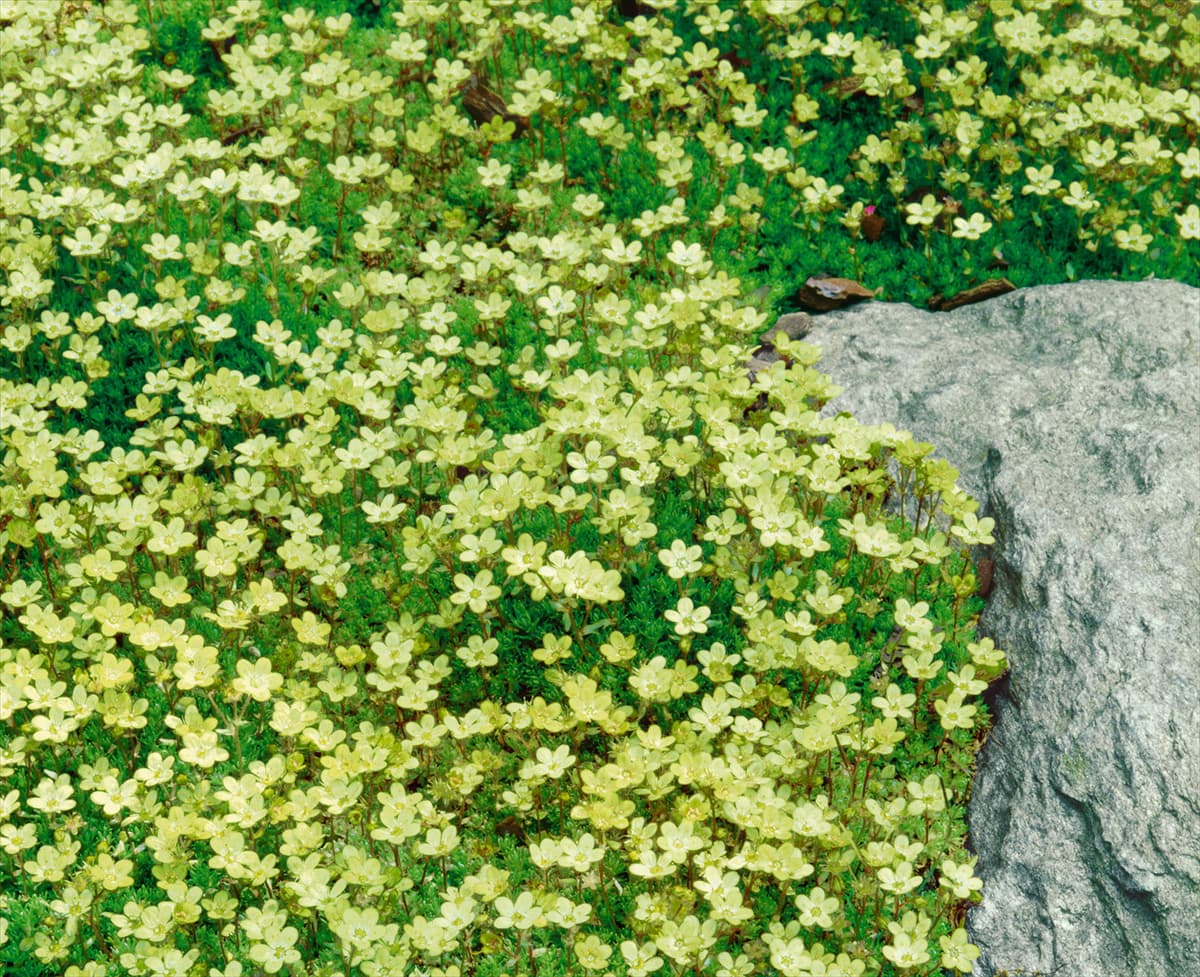 Saxifraga x arendsii yellow