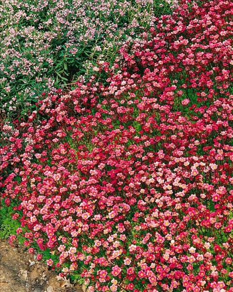 Saxifraga x arendsii