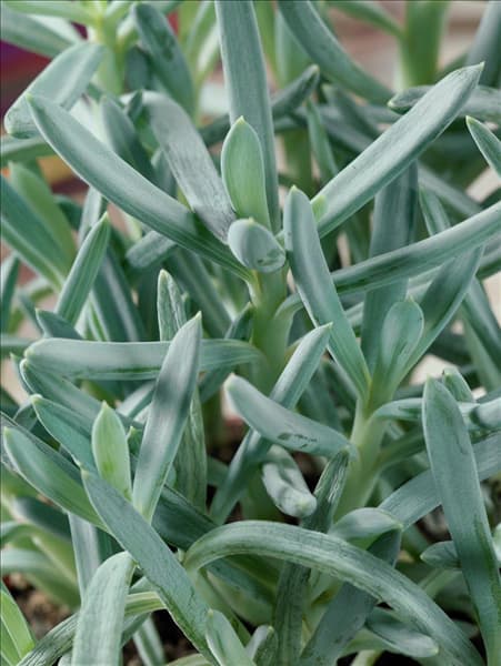Senecio barbertonicus Kinabalu