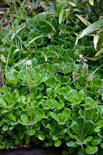 Saxifraga x urbium Clarence Elliot