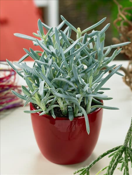 Senecio barbertonicus Kinabalu in pot