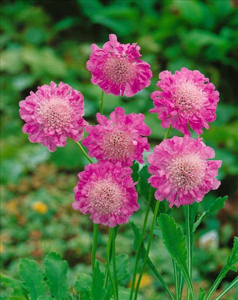 SCABIOSA COLUMBARIA PINK MIST