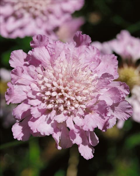 Scabiosa columbaria Butterfly Blue