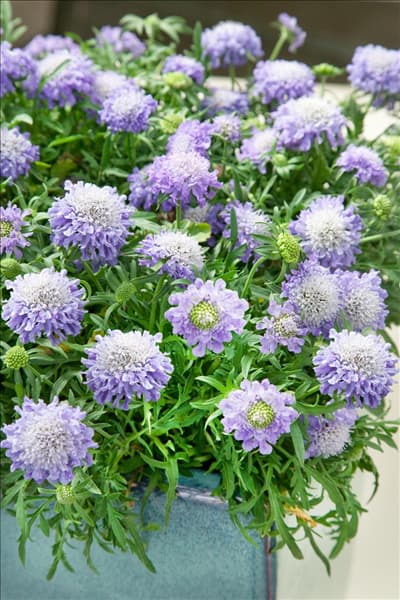 Scabiosa columbaria  Blue Note