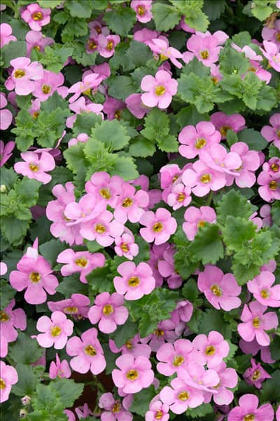 Sutera Scopia ® Great Classic Pink