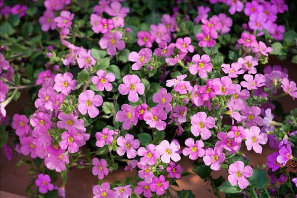 Sutera Scopia ® Great Classic Pink