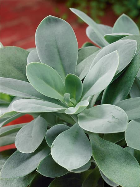 Senecio cephalophorus