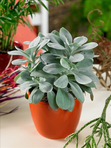 Senecio cephalophorus in pot