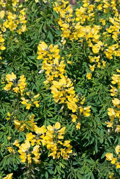 Thermopsis lanceolata