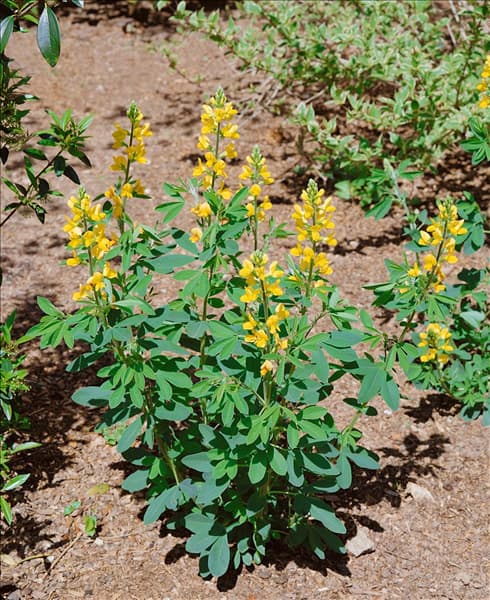 Thermopsis lanceolata