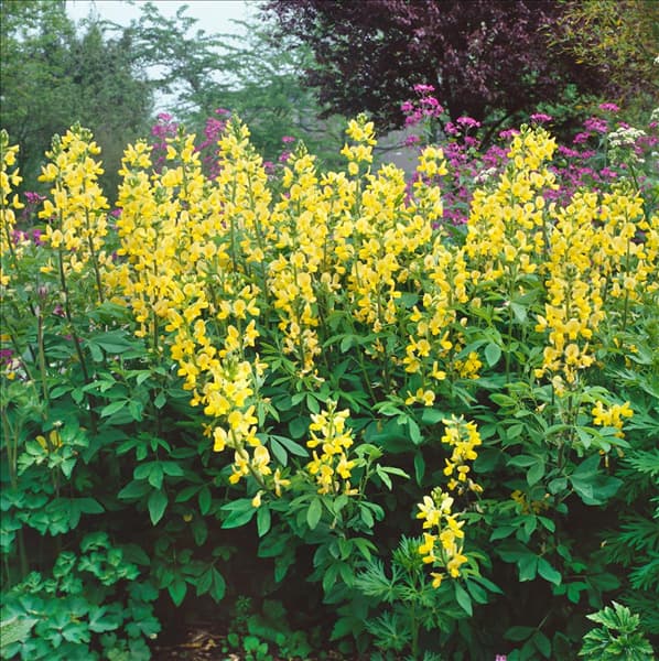 THERMOPSIS LANCEOLATA