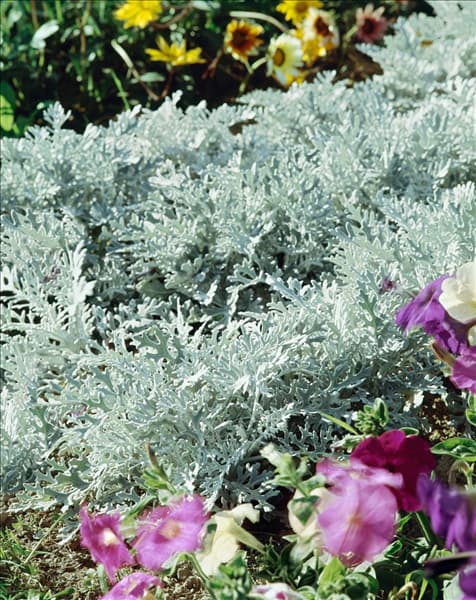 Senecio cineraria