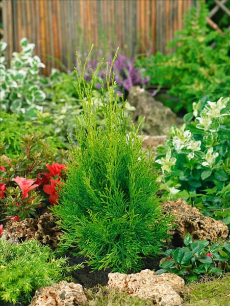 Thuja occidentalis Smaragd