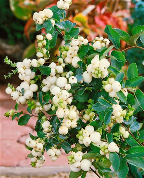 Symphoricarpos x doorenbosii White Hedge