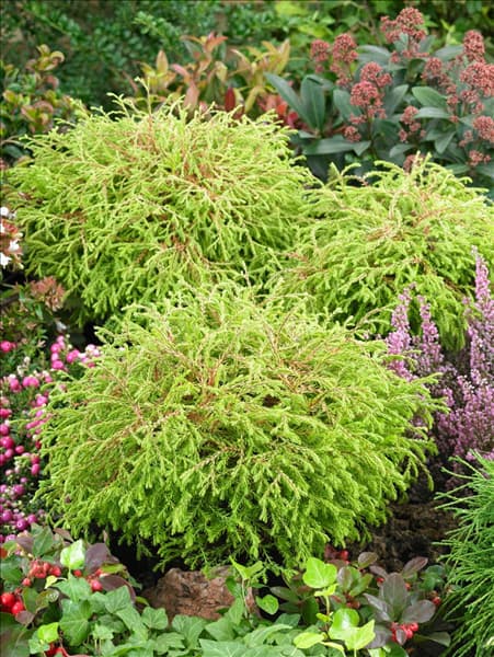 Thuja occidentalis Golden Tuffet
