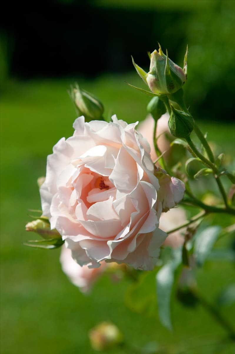 Rosa 'Rokoko'® Strauchrose 'Rokoko'®