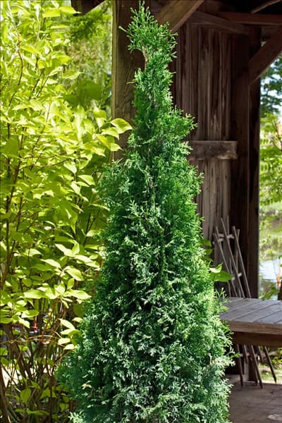 Thuja occidentalis Rushmore