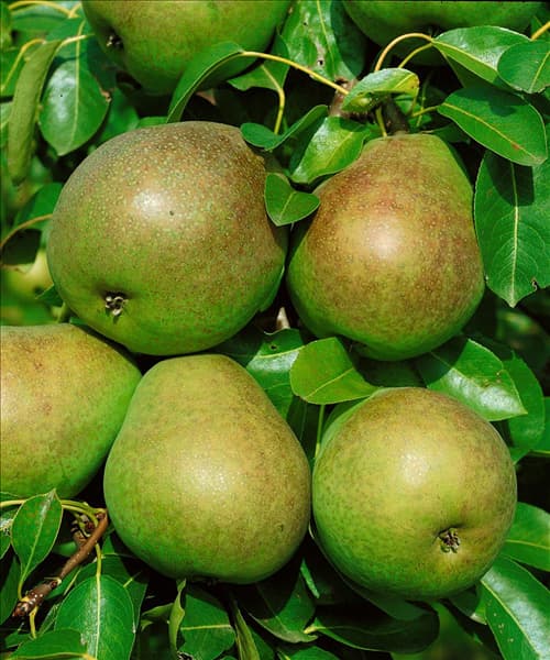Pyrus communis Köstliche von Charneux