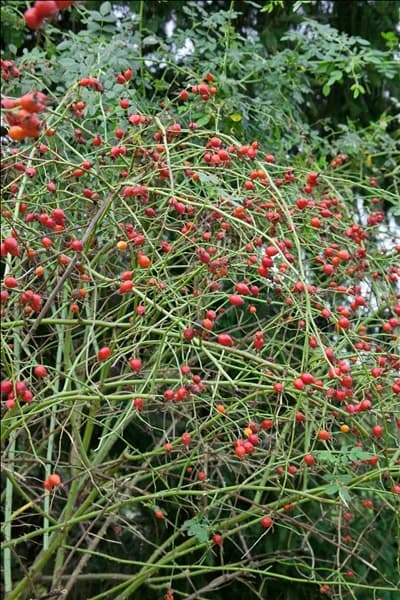 Rosa canina