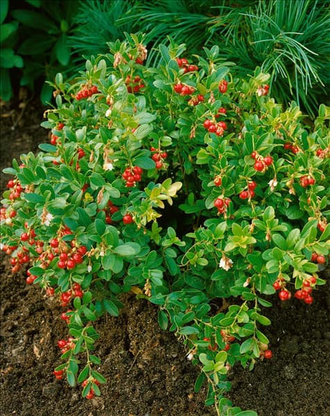 Vaccinium var. vitis-idaea Koralle