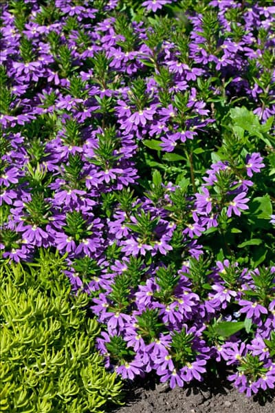 Scaevola aemula Top Pot Blue