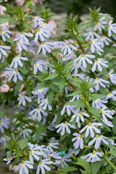 Scaevola aemula Bombay ® Light Blue
