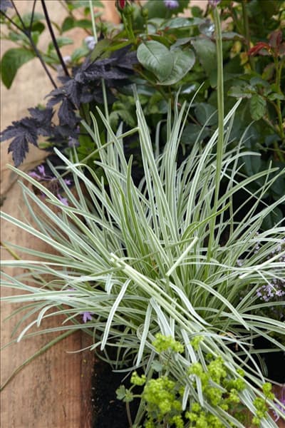 Tulbaghia violacea