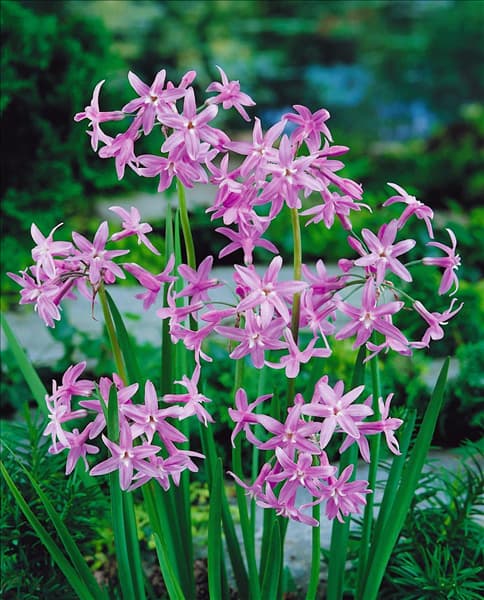 TULBAGHIA VIOLACEA