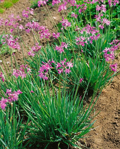 Tulbaghia violacea