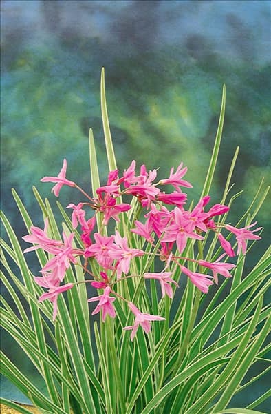 TULBAGHIA VIOLACEA VARIEGATA