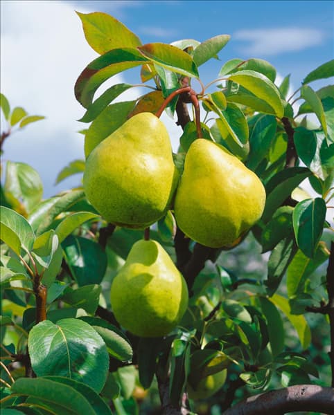 Pyrus communis Williams Christbirne