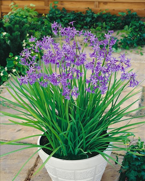 TULBAGHIA VIOLACEA IM TOPF
